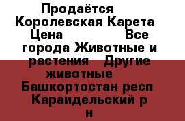 Продаётся!     Королевская Карета › Цена ­ 300 000 - Все города Животные и растения » Другие животные   . Башкортостан респ.,Караидельский р-н